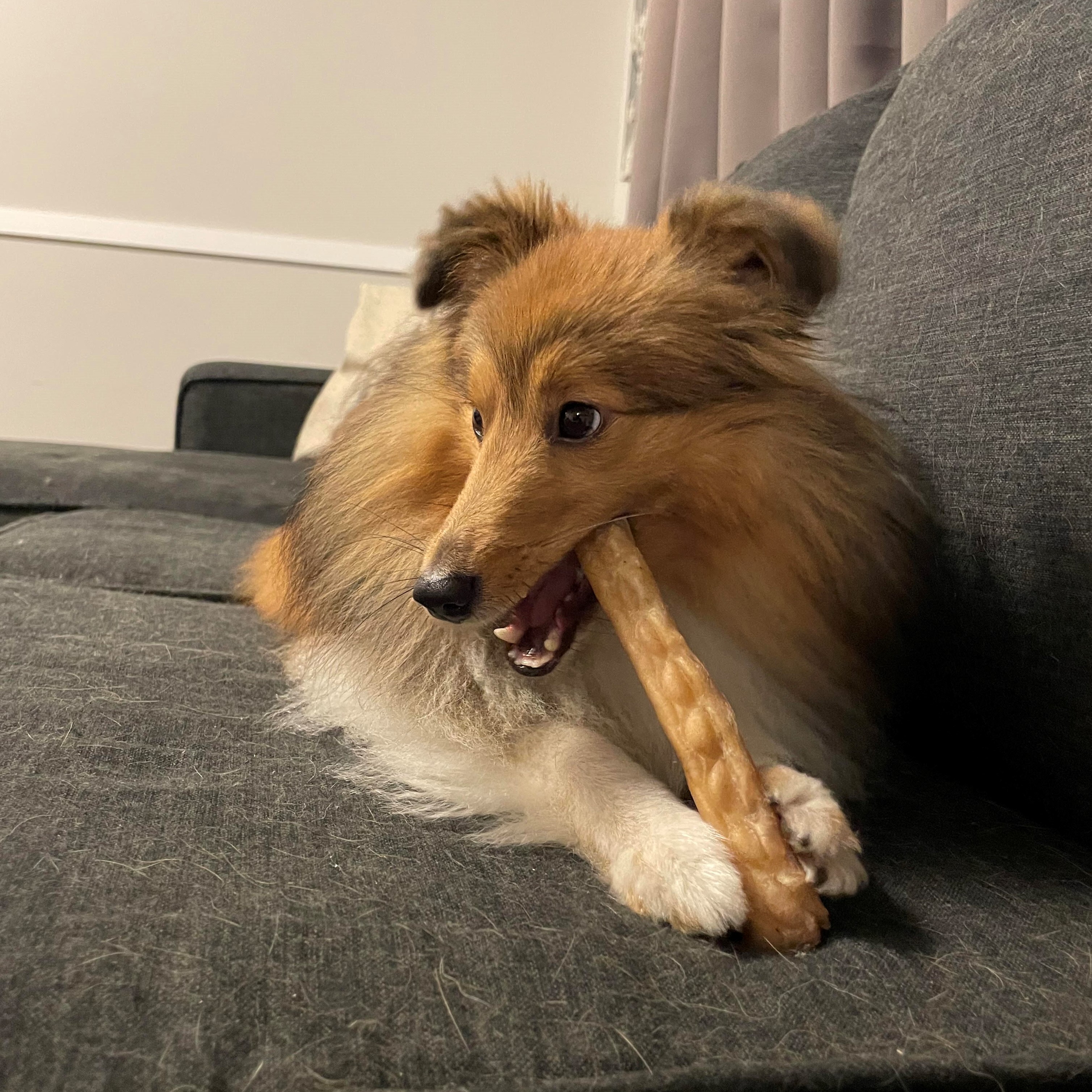 goose_chewing goose-chewing-collagen-stick